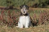 FOX TERRIER 446